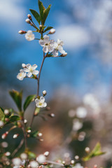Apple blossom branch background with lovely pink color over blue sky. Selective focus macro shot with shallow DOF. Lit by bright sun light