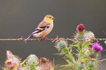 American Goldfinch, Spinus tristis, on wire
