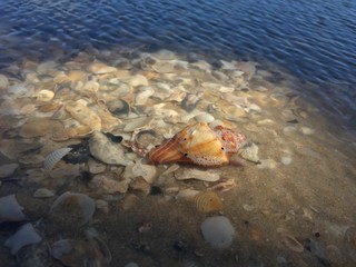  on the beach and colorful.