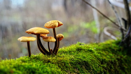 Autumn yellow mushrooms and bright green moss growing on an old tree. - Powered by Adobe