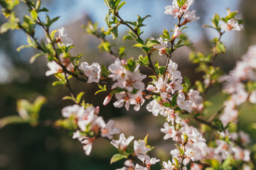 Apple blossom branch background with lovely pink color Selective focus macro shot with shallow DOF. Lit by bright sun light