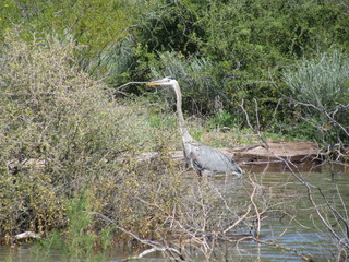 great blue heron in the water