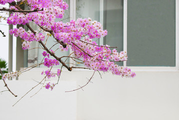 Beautiful pride flowers violet color soft petal near window background