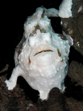 Close-up of a frogfish, Lembeh Strait, Indonesia