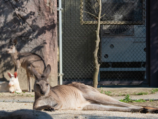 オオカンガルー
