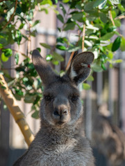 オオカンガルー