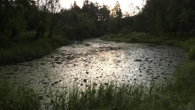 Mountain lake with water lilies. Timelapse.
