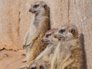 funny meerkats in the sun