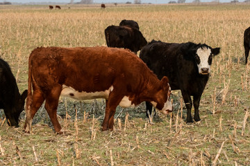 Steers grazing on the Pampas plain, Argentina