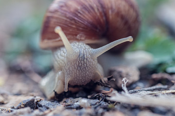 Closeup of a snail
