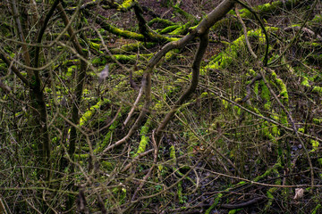 Mossy tree trunks in a dark mystic forest in Germany (Am Kühkopf). Wilderness, environment and nature reserve concept.