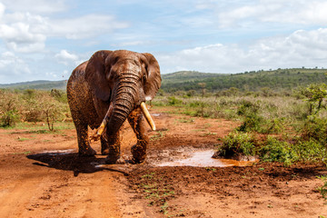 Fototapeta premium Elephant bull in Zimanga Game Reserve in South Africa