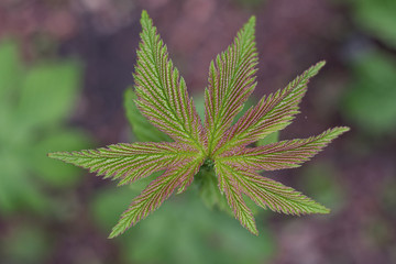 Closeup of a green leaf