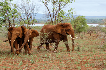 Elephant family in Zimanga Game Reserve in South Africa
