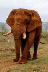 Fototapeta na wymiar Elephant bull in Zimanga Game Reserve in South Africa