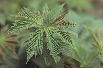 Close up of green leaf