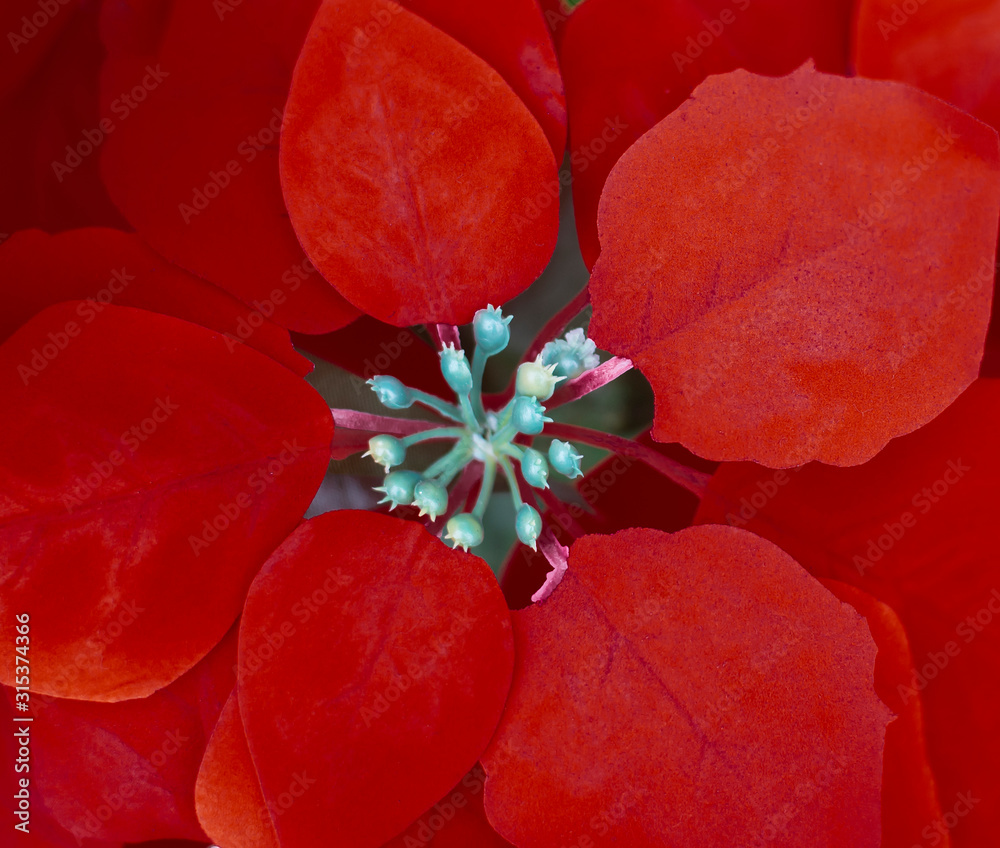 Wall mural red flower