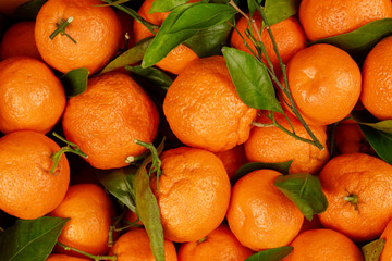 Orange tangerines with leaves close up.