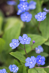 Blue flowers on green background