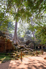 Ta Prohm temple at Angkor Wat complex, Siem Reap, Cambodia