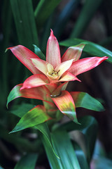 Tropical flower in the botanical garden