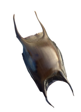 A big full shark egg mermaids purse isolated. dogfish, shark, rays and skates all have mermaids purse with reproduction and offspring. sea egg attaches to seaweed or other vegetation.