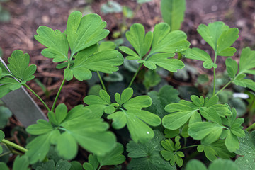 green plant in the botanical garden