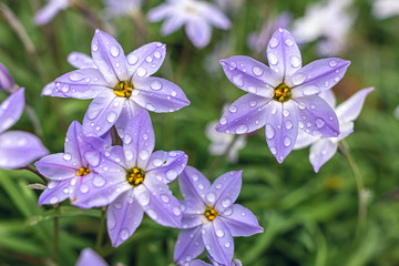 Purple flowers in the garden