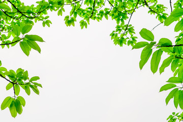Obraz premium Sky green leaves border or Green leaves frame.