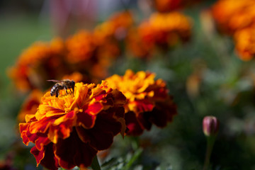 A bee on an orange flower in the summer garden.