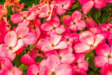 Dogwood plant flowers in full bloom