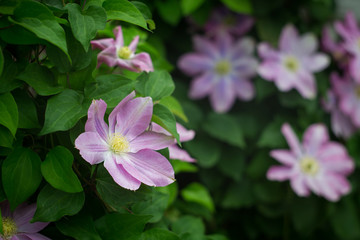 Fototapeta premium flowers of clematis garden