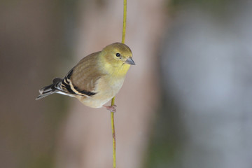 American Gold Finch