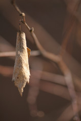 Withered autumn leaf on a tree branch.