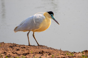 Ein freigestellter Kappenreiher in der Seitenansicht am Ufer eines Teiches
