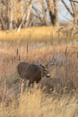 Whitetail deer Buck in Colorado in Fall