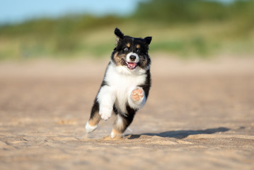 funny australian shepherd puppy running on a beach