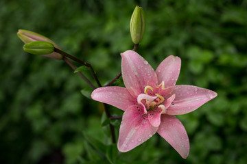 garden pink Lily flower