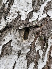 bark of a tree