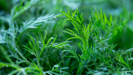 Dill leaves, close-up. Still life. Macro