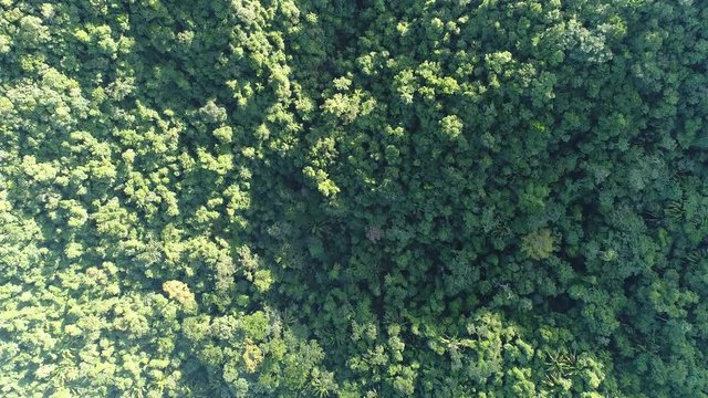 Flight over Mayan Mountains in Central American Jungles