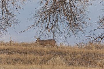 Whitetail deer Buck in Colorado in Fall