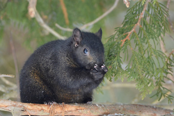 Black Squirrel