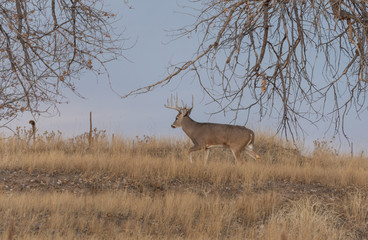 Whitetail deer Buck in Colorado in Fall