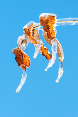 icy leaves and a blue sky after an ice storm