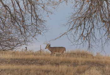 Whitetail deer Buck in Colorado in Fall