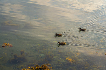 Ducks swimming along the seashore on a fine summer day.