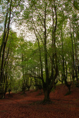 landscape in the forest of otzarreta in autumn