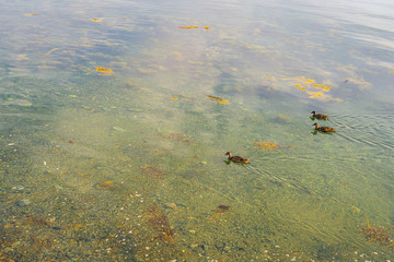 Ducks swimming along the seashore on a fine summer day.