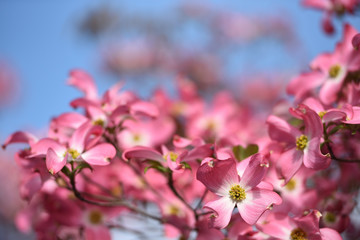 Obraz premium Dogwood, a famous flower in spring